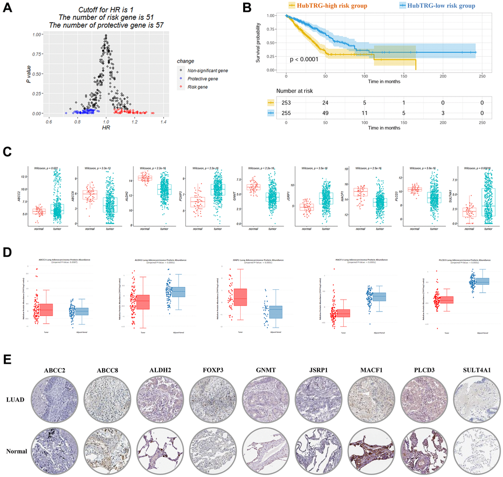 Risk score calculated by using nine hub-telomere-related genes (TRGs) in LUAD. (A) Volcano plot showing the significant genes and hazard ratio values in univariate COX regression analysis. (B) Survival curves of high and low TRG risk score groups plotted by K-M method. (C) Boxplots of nine hubTRGs mRNA expression in LUAD. (D) and (E) Boxplots and immunohistochemistry staining of the nine hub-telomere-related proteins in LUAD and normal control.