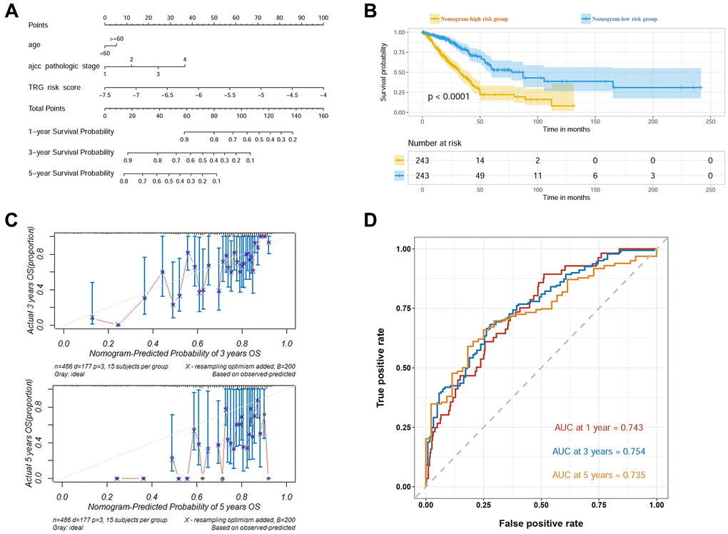 Construction of the prognostic nomogram in TCGA cohort. (A) Visualized nomogram based on age, AJCC stage, and TRG risk score. (B) Survival curves of high and low nomogram risk groups plotted by K-M method. (C) Calibration curves of the nomogram at 3 and 5 years. (D) ROC curves of the nomogram at 1, 3 and 5 years.