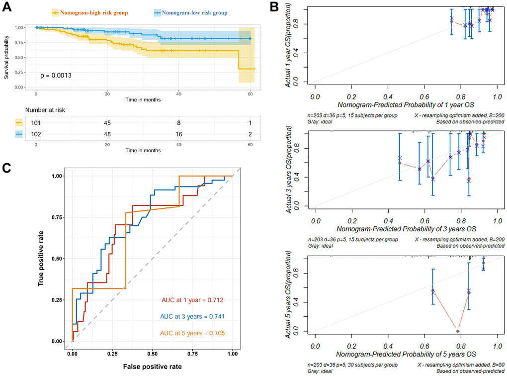 Verification of the prognostic nomogram in CPTAC cohort. (A) Survival curves of high and low nomogram risk groups plotted by K-M method. (B) Calibration curves of the nomogram at 1, 3 and 5 years. (C) ROC curves of the nomogram at 1, 3 and 5 years.