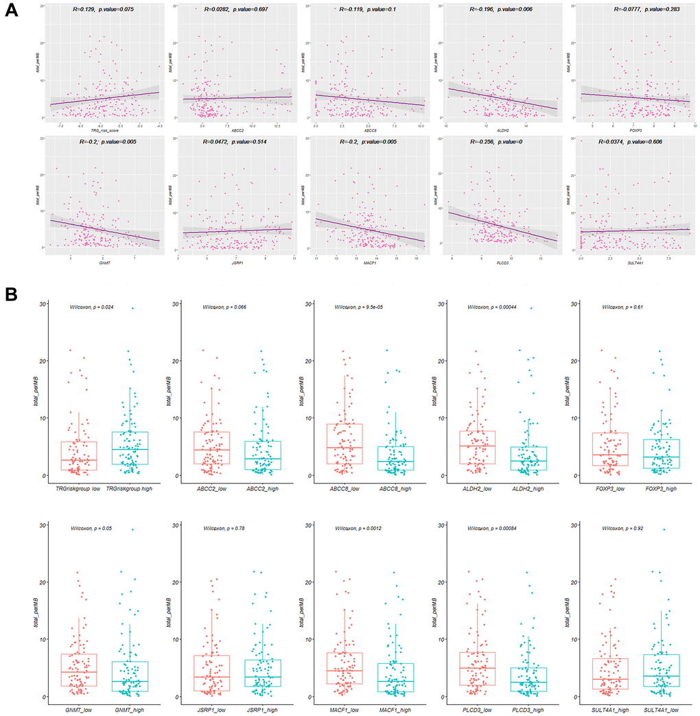 Tumor mutation burden (TMB) correlation with TRGs. (A) The correlation plots of TMB with TRG risk score and nine hub TRGs. (B) Level of TMB in high and low TRG risk score groups and nine hub TRGs expression.
