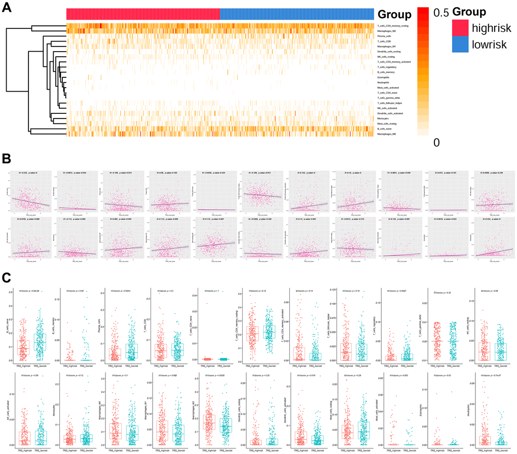 Immune infiltration analysis. (A) Heatmap showing the infiltration percentage of 22 types of immune cells in high and low TRG risk score groups. (B) and (C) Correlation of the infiltration percentage of 22 types of immune cells with TRG risk score.