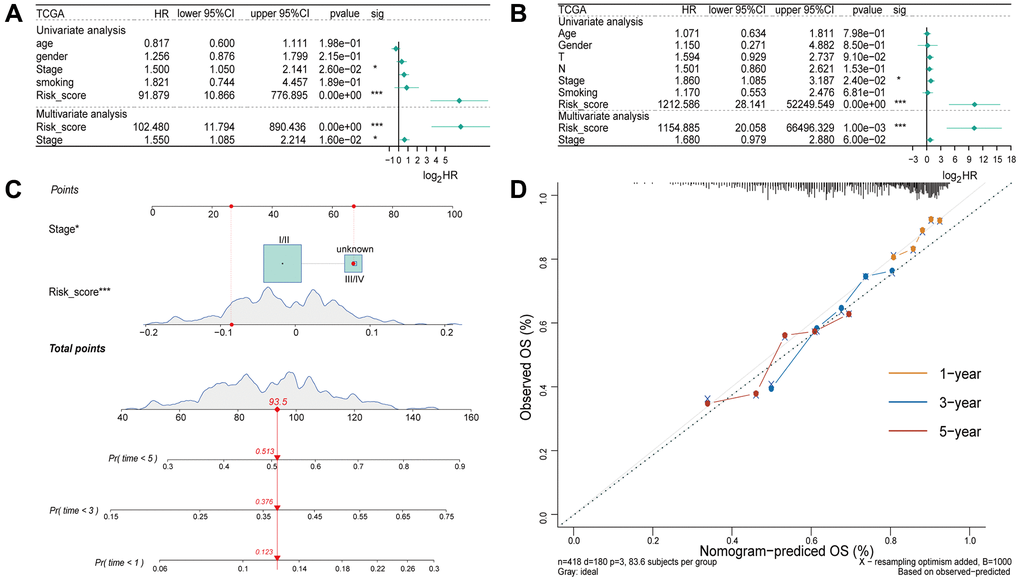 Independent prognostic analysis of the four-gene model. (A) Univariate and multivariate Cox regression analysis of the risk score and clinicopathological characteristics in the training set. (B) Univariate and Multivariate Cox regression analysis of the risk score and clinicopathological characteristics in the validation set. (C) A nomogram for prognostic prediction based on risk score and other clinicopathological factors in patients with LUSC. (D) Calibration curve for evaluating the predictive accuracy of the prognostic model.