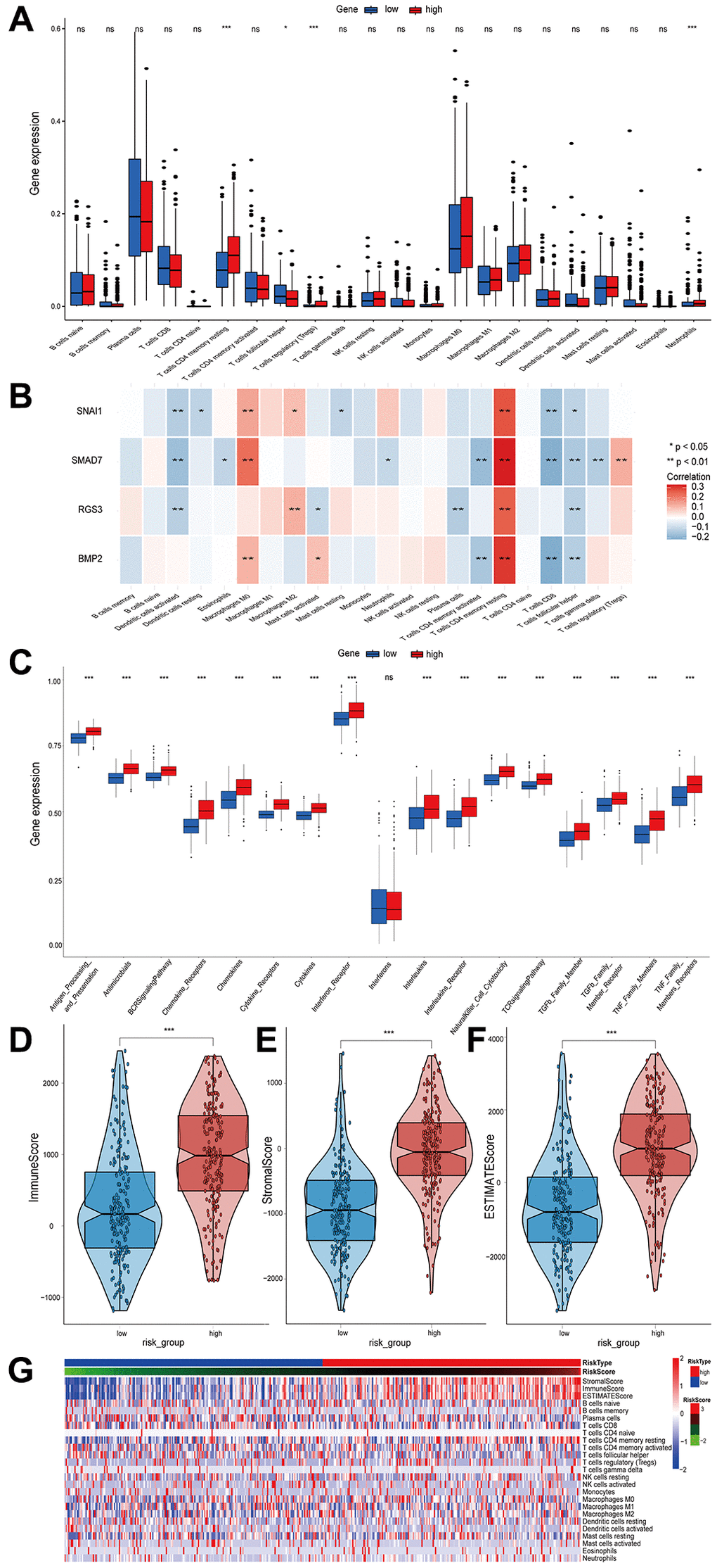 The relationship between the infiltrated immune cells and risk score and the difference in immune score and immune pathways between high- and low-risk groups. (A) Comparison of the infiltration level of 22 tumor-infiltrating immune cells between the high- and low-risk groups. (B) The correlation heatmap between 22 immune cells and EMT-RDGs. (C) Box plots showing the immune pathways analysis between high- and low-risk groups. (D–F) Boxplots of the immune score, stromal score, and ESTIMATE score. (G) Heatmap of immune cells and ESTIMATE score for high- and low-risk groups.