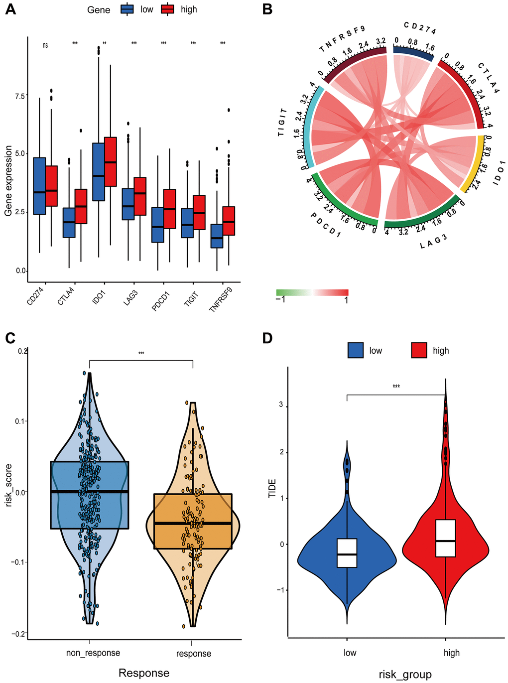 Differential analysis of immune checkpoint and risk score between high- and low-risk groups. (A) Boxplot showing differential expression of common immune checkpoint between high- and low-risk groups. (B) Chord diagram illustrating the relationship between the immune checkpoints. (C and D) Comparison of the immunotherapy response between high- and low-risk groups.