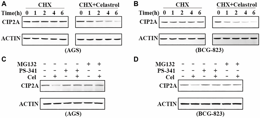 Celastrol-induced CIP2A degradation is mediated by the ubiquitin–proteasome pathway. (A, B) Effects of 50 ug/ml cycloheximide (CHX) alone or in combination with 5 μM celastrol on CIP2A expression were evaluated by western blotting in AGS and BGC-823 cells. (C, D) Western blotting analyzed CIP2A expression in AGS and BGC-823 cells preincubated with PS-341 (100 nM) and MG-132 (10 μM) for 2 h followed by treatment of celastrol (5 μM) for additional 6 h.