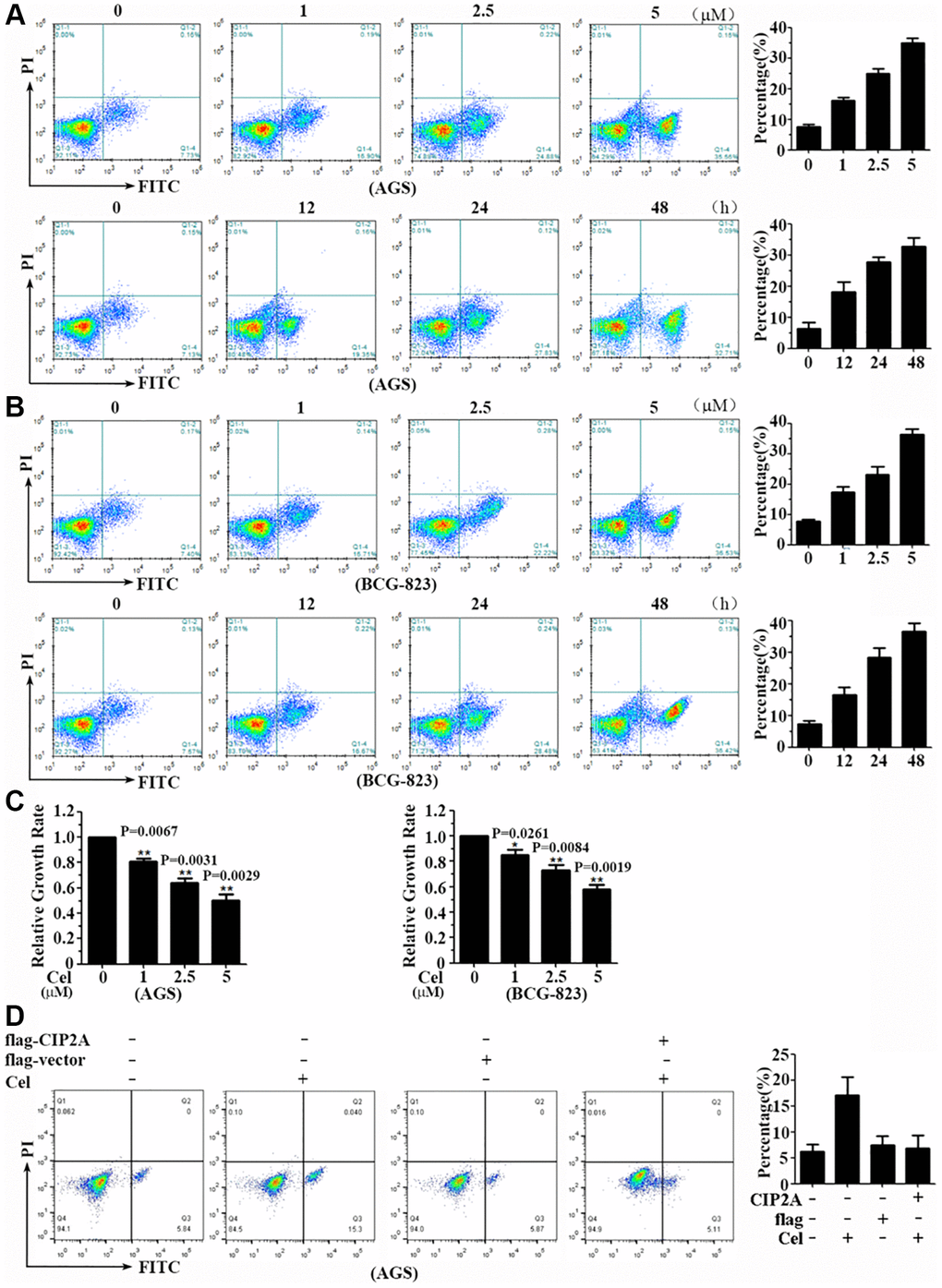 Celastrol triggers apoptosis of gastric cancer cells. (A, B) AGS and BCG-823 cells were treated with various concentrations of celastrol for 24 h or 5 μM celastrol for indicated times, and cell apoptosis was assessed by annxin V-FITC/PI staining and flow cytometry. (C) AGS and BCG-823 cells were treated with gradually increasing doses of celastrol for 24 h. The cell viability was measured by CCK8 assay. (D) AGS and BCG-823 cells were transfected with CIP2A-flag expression vector for 48 h, followed by celastrol (5 μM) for 6 h, cell apoptosis was assessed by annxin V-FITC/PI staining and flow cytometry.