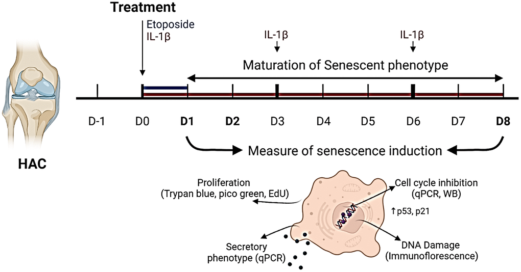 Experimental design. To investigate senescence in chondrocytes, primary human articular chondrocytes (HACs) were stimulated with etoposide for 24 h (blue) or with IL-1β for 8 days (red) with treatment renewal at days 3 and 6. Senescence features were assessed at days 1 and 8 in both conditions by qPCR, WB, and immunofluorescence. Figure created with https://www.biorender.com.