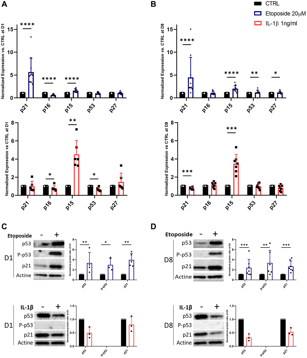 Expression of cyclin-dependent kinase inhibitors in Etoposide, and IL-1β treated HACs. HACs were treated with etoposide (blue) at 20 μM for 24 h or IL-1β (red) at 1 ng/mL for the length of the experiment and the expression of cyclin-dependent kinase inhibitors evaluated by RT-qPCR (A, B) and WB (C, D) at day 1 (A, C) and day 8 (B, D). Data are shown as mean ± SD, (n ≥ 3). P-values were calculated by Mann-Whitney test, *p ≤ 0.05; **p ***p ****p 