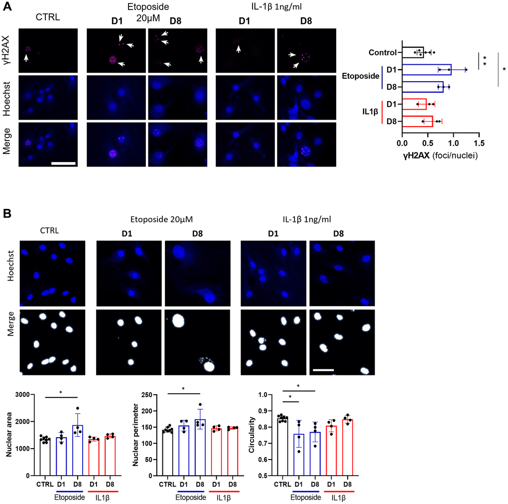 DNA damage assessment and senescence-associated nuclear features measure in Etoposide, and IL-1β treated HACs. HACs were treated with Etoposide 20 μM (blue) for 24 h or chronically with 1 ng/mL IL-1β (red) for the length of the experiment. (A) γH2AX immunofluorescence was used to identify DNA damage-associated foci and Hoechst staining to visualize the nucleus at day 1 and day 8. Quantification of the average number of foci per nuclei is shown. (B) Nucleus surface, perimeter and circularity was analyzed using CellProfiler software on the Hoechst channel. Scale bars = 50 μm. Data are shown as mean ± SD, (n = 3). P-values were calculated by Kruskal-Wallis test, *p ≤ 0.05; **p 