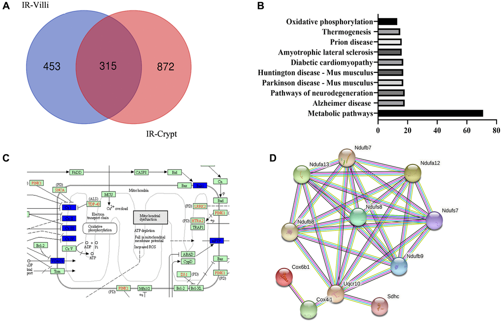 Common differential genes of intestinal villi and intestinal crypts after IR from the result of protein mass spectrometry. (A) Venn diagrams. (B) GO enrichment of the identified common differential genes. (C) KEGG mapper on mitochondrial oxidative phosphorylation-related pathways. (D) STING on the few proteins with the highest interactions.