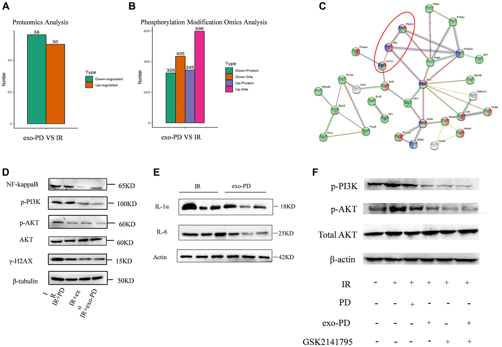 exo-PD acts on intestinal cells via the PI3K-AKT pathway as determined by phosphorylated protein profiling. (A, B) Differential proteins and differential loci derived from proteomic and phosphorylated proteomic modification assays. (C) STING protein interactions. Red represents phosphorylation regulation, blue represents PI3K-AKT signalling pathway and green represents intracellular membrane-bound organelles. (D) Effect of PD, exo and ex-PD on protein expression of PI3K/AKT and γ-H2AX in mouse intestine after 24 h of IR. (E) Western blot of IL-1α and IL-6 in mouse intestine after exo-PD treatment. (F) Expression of PI3K and p-AKT after treatment with different conditions following the addition of AKT inhibitors.