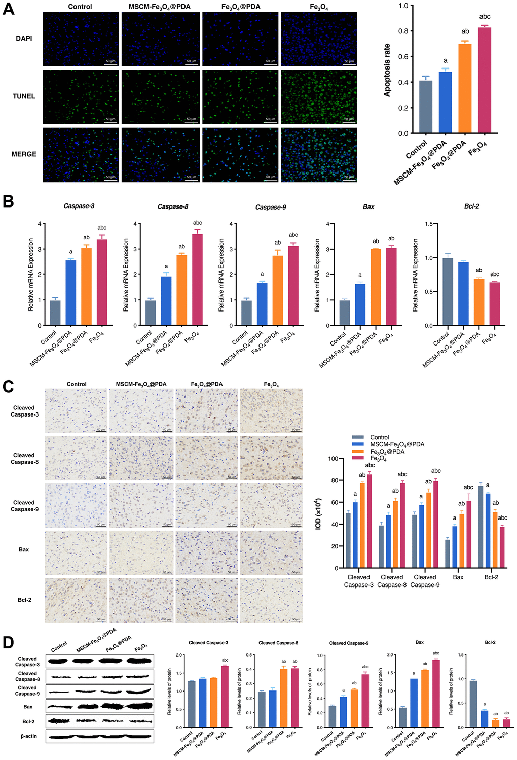 Effects of MSCM-Fe3O4@PDA, Fe3O4@PDA and Fe3O4 NPs on apoptosis. (A) TUNEL staining to observe the apoptosis of neuron cells in mice brain. (B) Detection of Caspase-3, Caspase-8, Caspase-9, Bax and Bcl-2 mRNA levels by RT-qPCR. (C) The representative pictures and statistical chart of Cleaved Caspase-3, Cleaved Caspase-8, Cleaved Caspase-9, Bax and Bcl-2 protein by immunohistochemistry. (D) Detection of Cleaved Caspase-3, Cleaved Caspase-8, Cleaved Caspase-9, Bax and Bcl-2 protein by western blot. ap bp 3O4@PDA, cp 3O4@PDA.