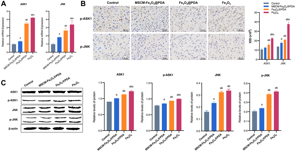 Effects of MSCM-Fe3O4@PDA, Fe3O4@PDA and Fe3O4 NPs on ASK1/JNK signaling pathway. (A) Detection of ASK1 and JNK mRNA levels by RT-qPCR. (B) The representative pictures and statistical chart of p-ASK1 and p-JNK protein by immunohistochemistry. (C) Detection of p-ASK1, ASK1, p-JNK and JNK protein by western blot. ap bp 3O4@PDA, cp 3O4@PDA.