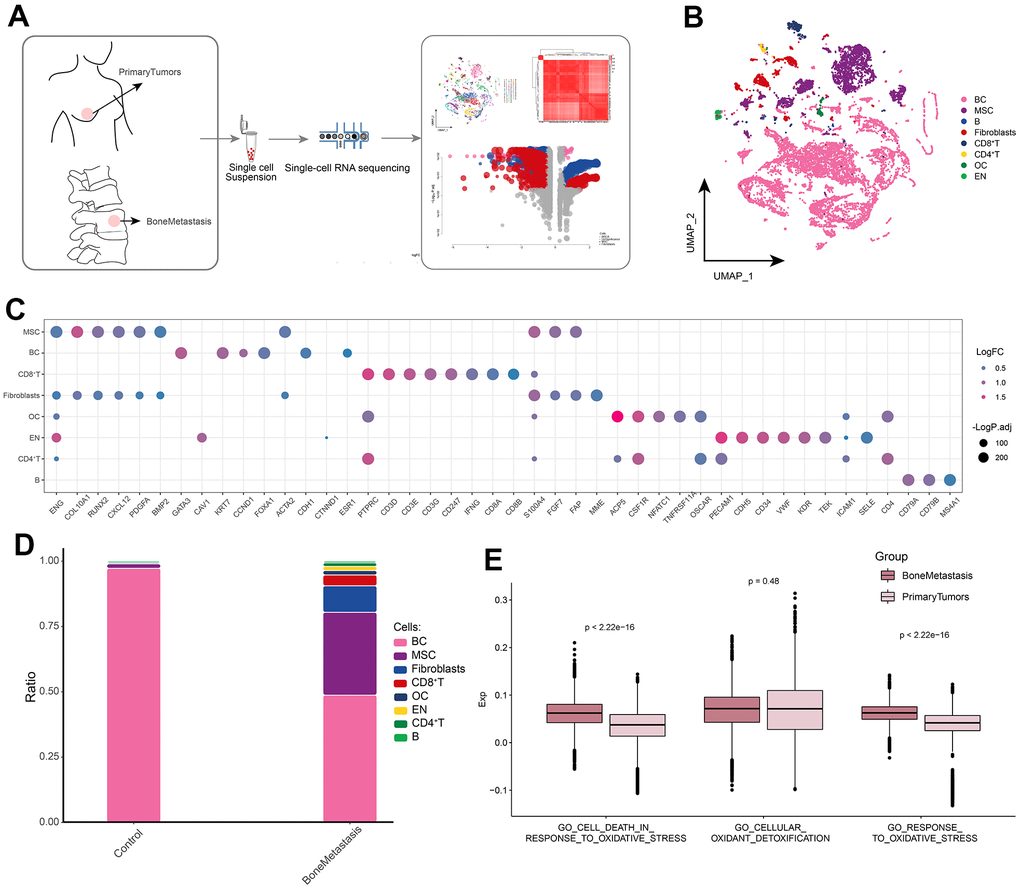 Global single-cell landscape of patients with bone metastases from breast cancer. (A) Flow chart underlying this study. Primary tumors were used as controls in the follow-up study. (B) Single-cell atlas mapping cell types. (C) Cell marker genes for annotation. (D) Differences in cell abundance between control and breast cancer bone metastasis patients. (E) Comparison of differences in single-cell oxidative stress levels between control and bone metastasis samples.