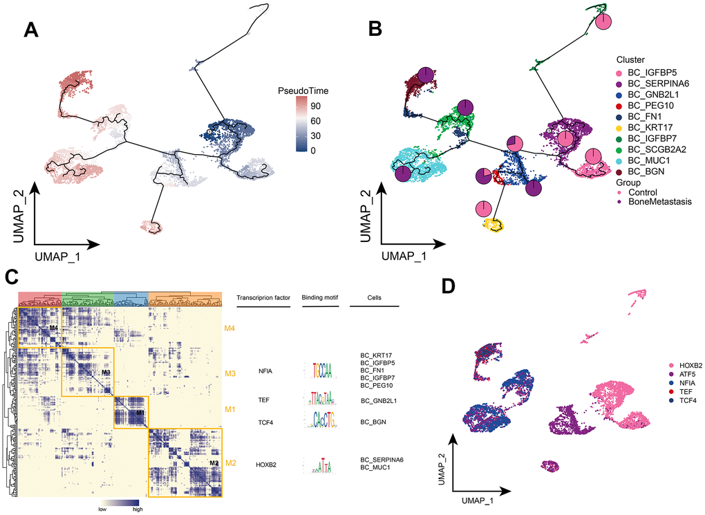 Clonal evolution of breast cancer cell subpopulations in patients with bone metastases from breast cancer. (A, B) Pseudo-time values (A) and developmental trajectories (B) of breast cancer cell subpopulations, with pie charts representing the proportion of control and breast cancer bone metastasis patients in breast cancer cell subpopulations. (C) Co-expression modules of transcription factors in breast cancer cell subpopulations of patients with breast cancer bone metastases. Left: Identification of regulator modules based on the regulator’s linkage specificity index matrix. Middle: representative transcription factors and their binding patterns in the modules. Right panel: cell subpopulations in which transcription factors are located. (D) Single-cell atlas showing transcription factors regulating breast cancer cell subpopulations.