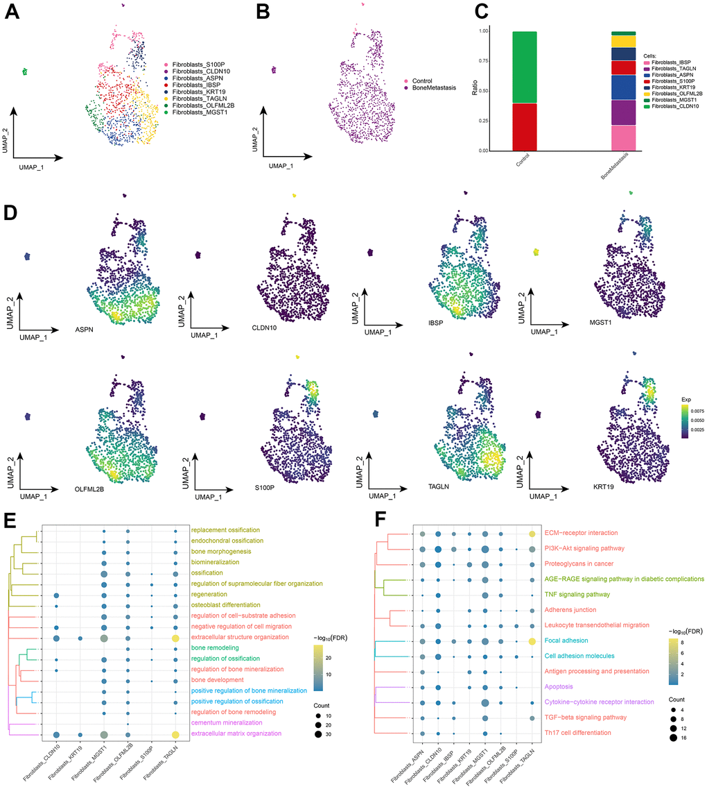 Fibroblast subpopulations in patients with bone metastases from breast cancer. (A) Single-cell atlas showing fibroblast subpopulations. (B) Single-cell atlas showing fibroblast subpopulations in control and breast cancer bone metastasis patients. (C) Differences in abundance of fibroblast subpopulations in control and breast cancer bone metastasis patients. (D) Marker genes specifically and highly expressed in subpopulations of fibroblast subpopulations. (E, F). Biological processes (E) and signaling pathways (F) that enrich fibroblast subpopulations.