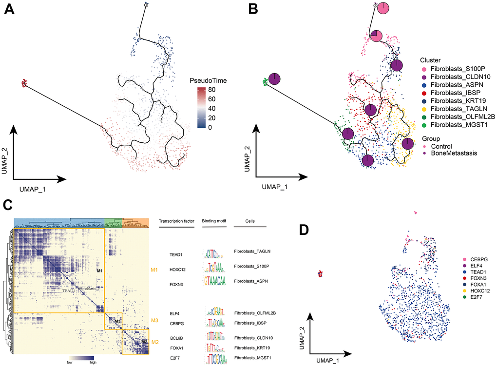 Clonal evolution of fibroblast subpopulations in patients with bone metastases from breast cancer. (A, B) Pseudo-time values (A) and developmental trajectories (B) of fibroblast subpopulations, with pie charts representing the proportion of fibroblast subpopulations in control and breast cancer bone metastasis patients. (C) Co-expression modules of transcription factors in fibroblast subpopulations of patients with breast cancer bone metastases. Left: Identification of regulator modules based on the regulator’s linkage specificity index matrix. Middle: representative transcription factors and their binding patterns in the modules. Right panel: cell subpopulations in which transcription factors are located. (D) Single-cell atlas showing transcription factors regulating fibroblast subpopulations.