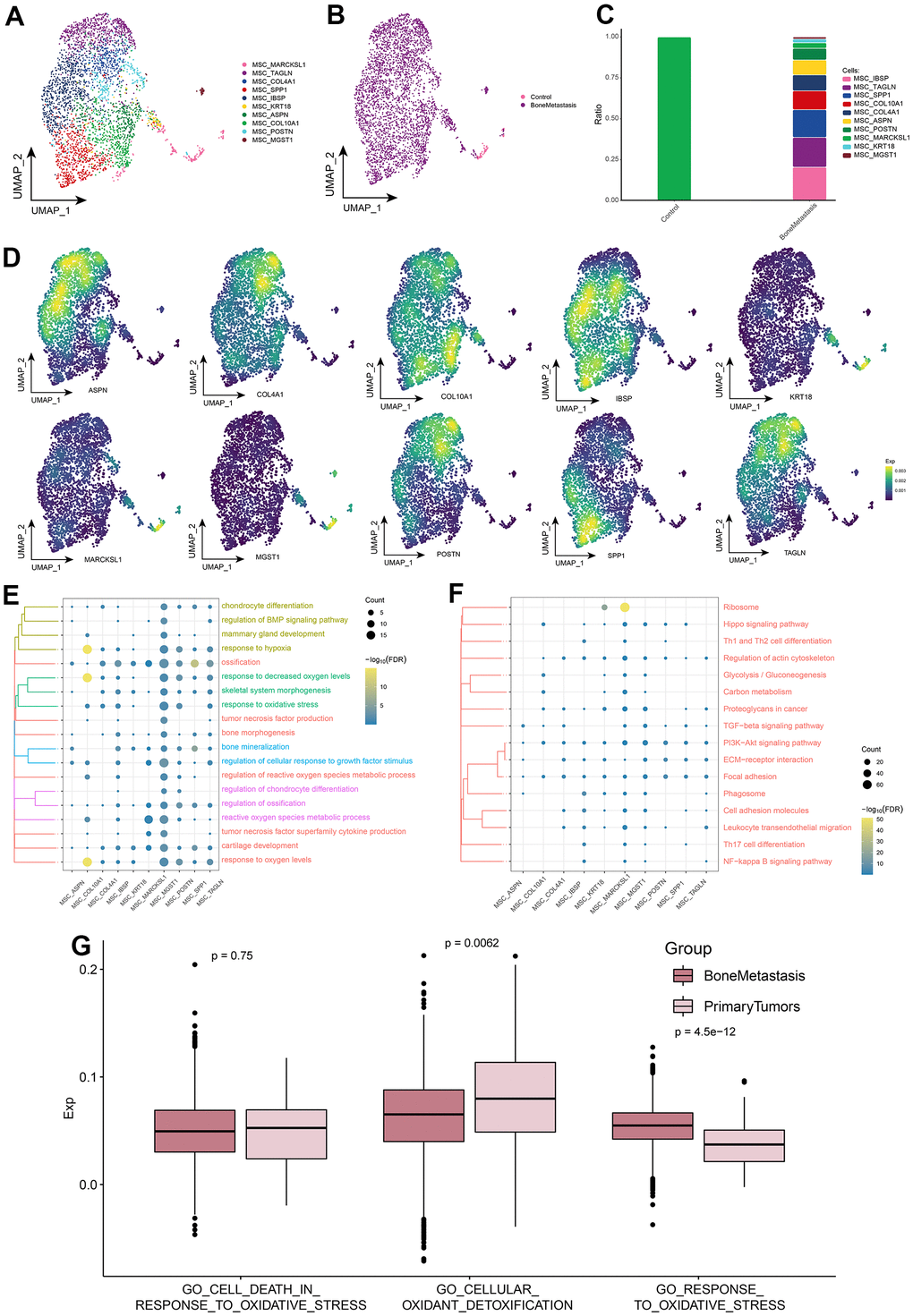 MSC subpopulations in patients with bone metastases from breast cancer. (A) Single-cell atlas showing MSC subpopulations. (B) Single-cell atlas showing MSC subpopulations in control and breast cancer bone metastasis patients. (C) Differential abundance of MSC subpopulations in control and breast cancer bone metastasis patients. (D) Marker genes specifically and highly expressed in subpopulations of MSC subpopulations. (E, F) Biological processes (E) and signaling pathways (F) enriched in MSC subpopulations. (G) Comparison of the differences in oxidative stress levels in MSC between control and bone metastasis samples.