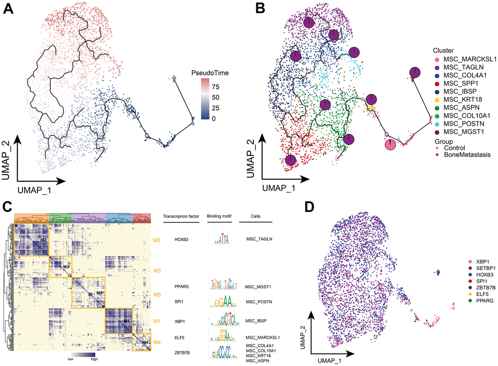 Clonal evolution of MSC subpopulations in patients with bone metastases from breast cancer. (A, B) Pseudo-time values (A) and developmental trajectories (B) of MSC subpopulations, pie charts representing the proportion of control and breast cancer bone metastasis patients in MSC subpopulations. (C) Co-expression modules of transcription factors in MSC subpopulations of patients with breast cancer bone metastases. Left: Identification of regulator modules based on the regulator’s linkage specificity index matrix. Middle: representative transcription factors and their binding patterns in the modules. Right panel: cellular subpopulations in which transcription factors are located. (D) Single-cell atlas showing transcription factors regulating MSC subpopulations.