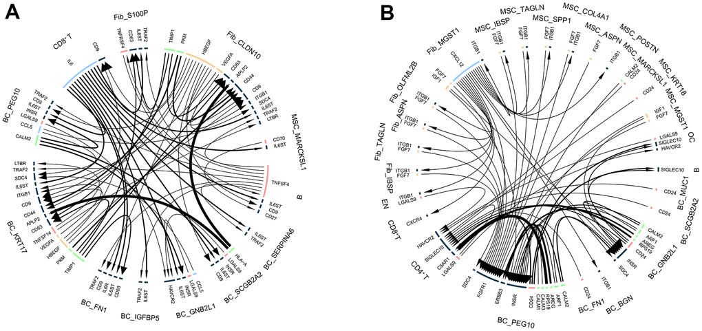 Intercellular communication in breast cancer bone metastases. (A) Intercellular communication of cell subpopulations in control samples. (B) Intercellular communication of cell subpopulations in bone metastasis samples.