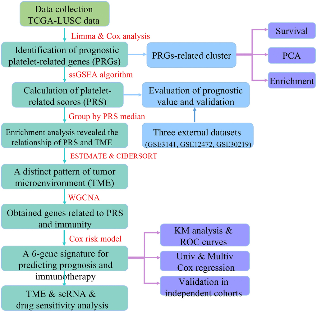 The flow chart of this study.