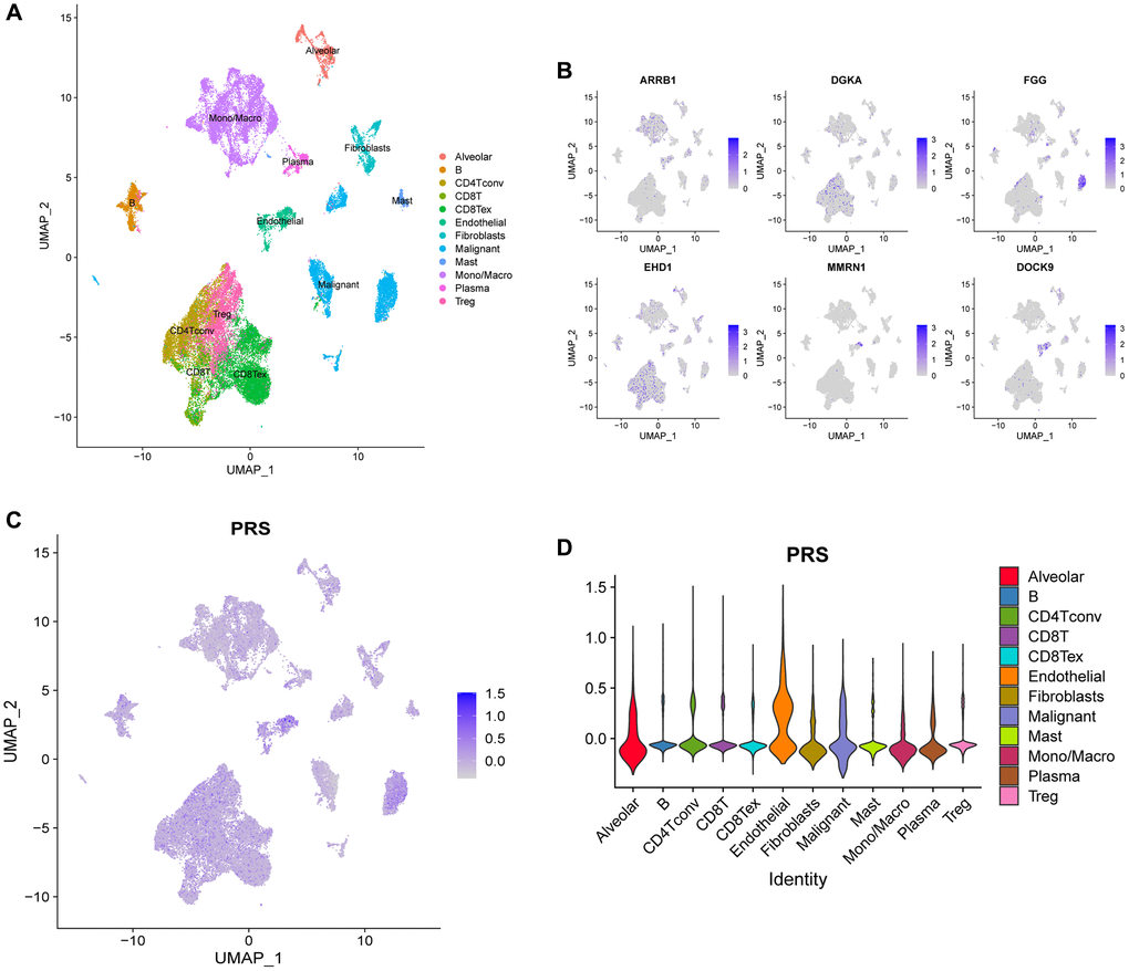 scRNA analysis of PRS in E-MTAB-6149 dataset. (A) A total of 12 cell types was confirmed. (B) The expression distributions of 6 genes across different cell types. (C, D) The platelet-related scores (PRS) calculated by AddModuleScore function in Seurat among 12 cell types.