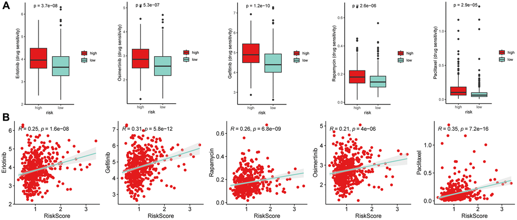 Drug susceptibility analysis. (A) The half maximal inhibitory concentration (IC50) values of several anti-tumor drugs (Erlotinib, Osimertinib, Gefitinib, Rapamycin, and Paclitaxel) (Wilcoxon test). (B) The Spearman correlation analysis of risk scores with these drugs. The results showed that high-risk subgroups were resistance to the five drugs.