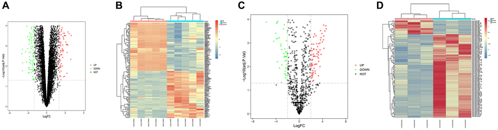 Screening of differentially expressed genes (DEGs). (A and B) DEG volcanic map and cluster analysis heat map of GSE139038; (C and D) DEG volcanic map and cluster analysis heat map of GSE143564.