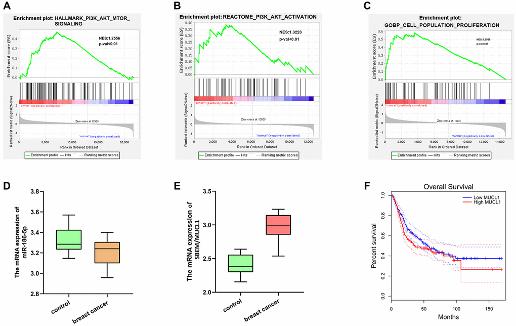 GSEA analysis and target gene statistical analysis. (A–C) GSEA analysis showed that the PI3K-Akt-MTOR signaling pathway and cell proliferation pathway were enriched; (D) Low expression of Mir-186-5p in breast cancer; (E) High expression of SBEM (MUCL1) in breast cancer; (F) Survival curve plotted with low survival associated with high expression of SBEM.