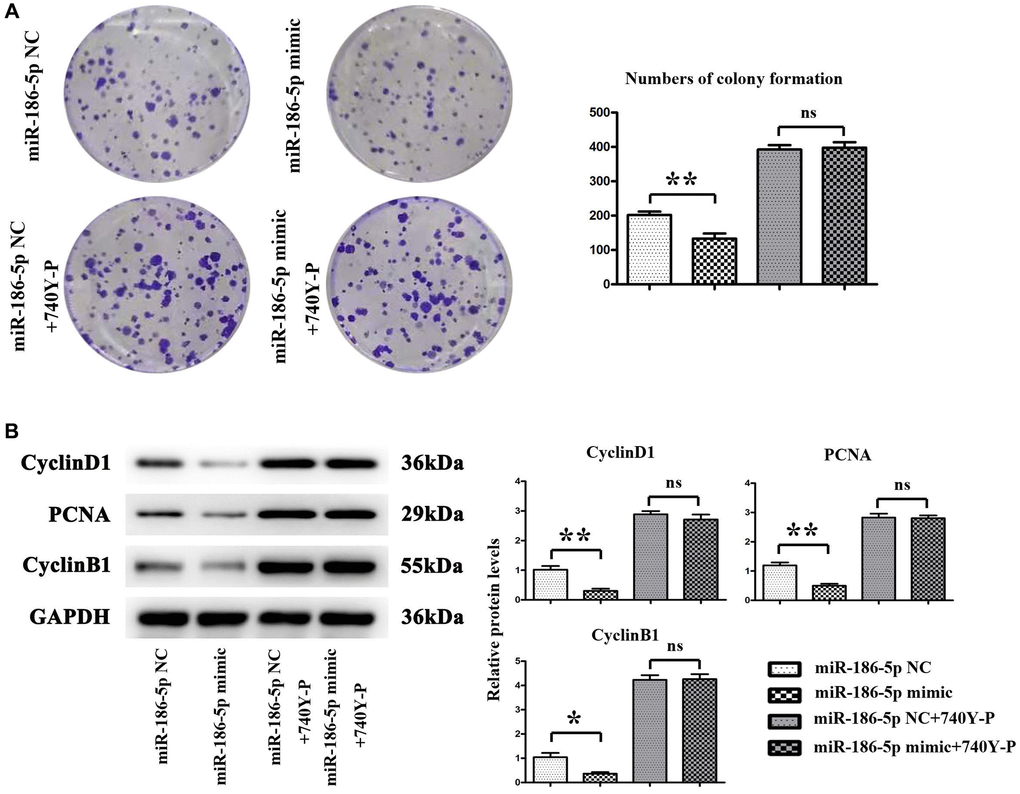 Proliferation of MDA-MB-231 cells in each group. (A) Changes in the number of colonies formed by mDA-MB-231 cells; (B) Protein expression levels of CyclinA2, CyclinD1 and PCNA in MDA-MB-231 cells. *P **P 