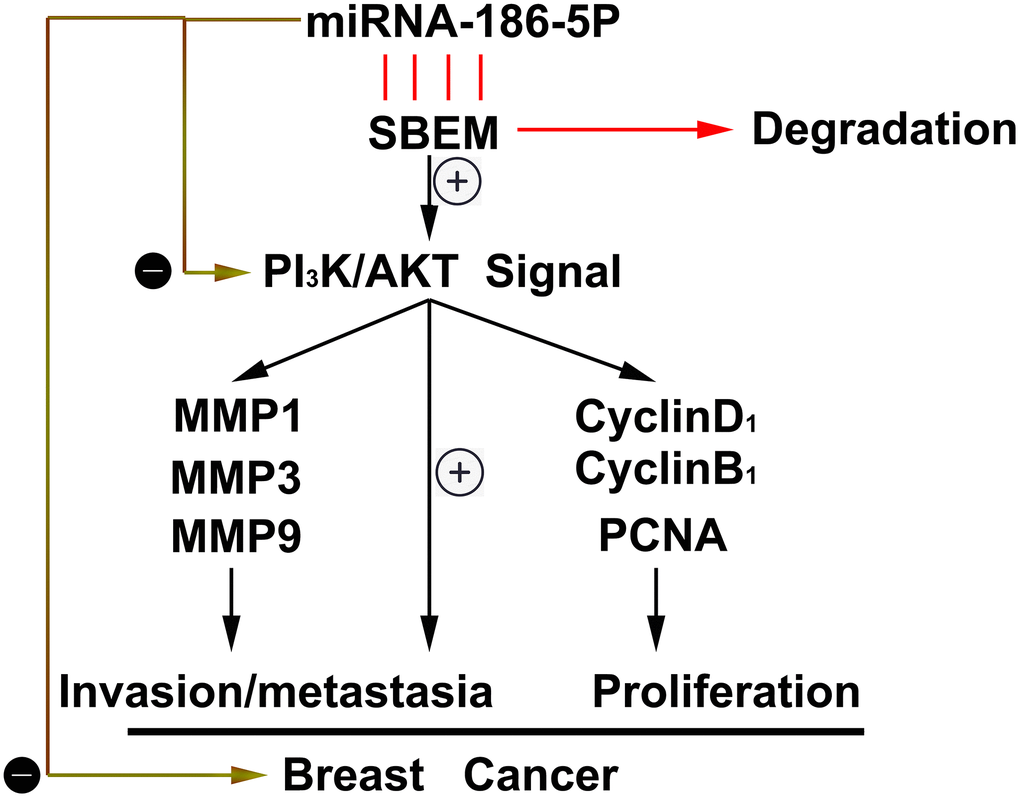 Thumbnail for the mechanisms of miR-186-5p on the progression of breast cancer.
