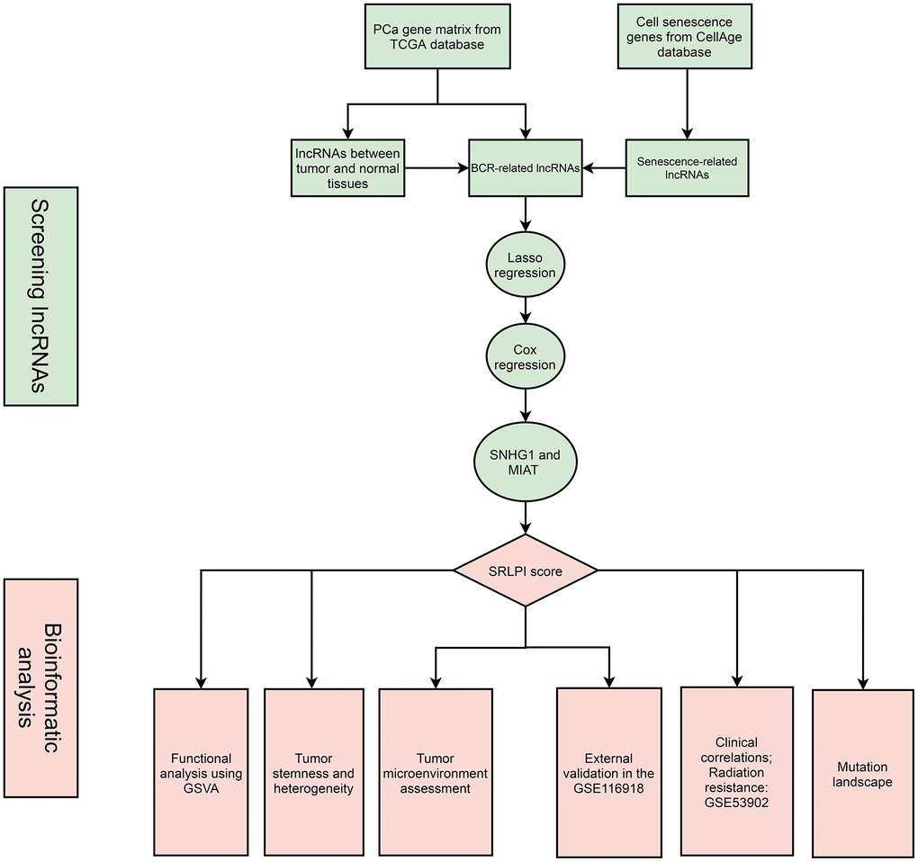 The flowchart of this study. Abbreviations: PCa: prostate cancer; lncRNA: long non-coding RNA; BCR: biochemical recurrence; GSVA: gene set variation analysis; SRLPI: senescence-related lncRNA prognostic index.