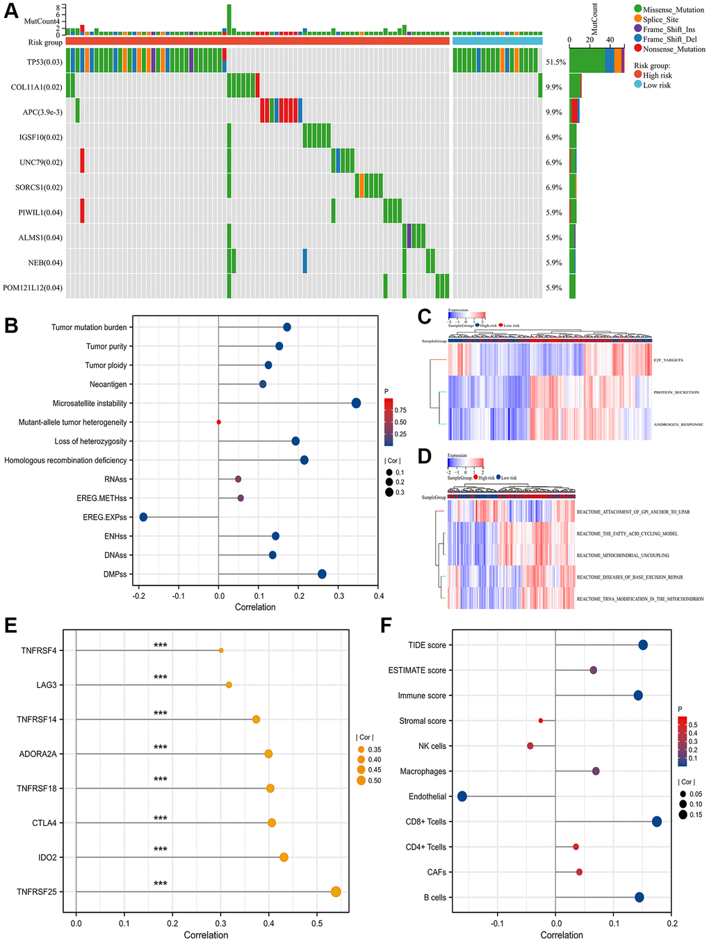 Mutation genes, functional enrichment, tumor heterogeneity and stemness and TME. (A) waterfall plot showing top 10 differentially mutation genes between high- and low- SRLPI groups for prostate cancer patients in TCGA database; (B) lollipop plot showing the relationship between tumor stemness and heterogeneity indicators and SRLPI score in TCGA database; (C) heatmap showing differences of enriched hallmarks between high- and low- SRLPI groups in TCGA database; (D) heatmap showing differences of enriched pathways between high- and low- SRLPI groups in TCGA database; (E) lollipop plot showing the relationship between significant immune checkpoints and SRLPI score with correlation coefficient ≥0.3 in TCGA database; (F) lollipop plot showing the relationship between TME scores and SRLPI score in TCGA database. Abbreviations: SRLPI: senescence-related lncRNA prognostic index; TME: tumor immune microenvironment; TIDE: tumor immune dysfunction and exclusion; CAFs: cancer-associated fibroblasts; NK: nature killer. Note: prostate cancer patients were divided into high- and low- risk groups according to the median value of SRLPI score.