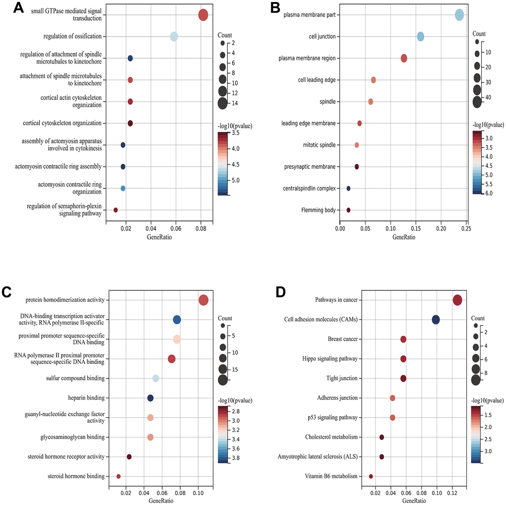 Functional enrichment analysis of DEGs. (A) GObp analysis (B) GOcc analysis (C) GOmf analysis (D) KEGG analysis.