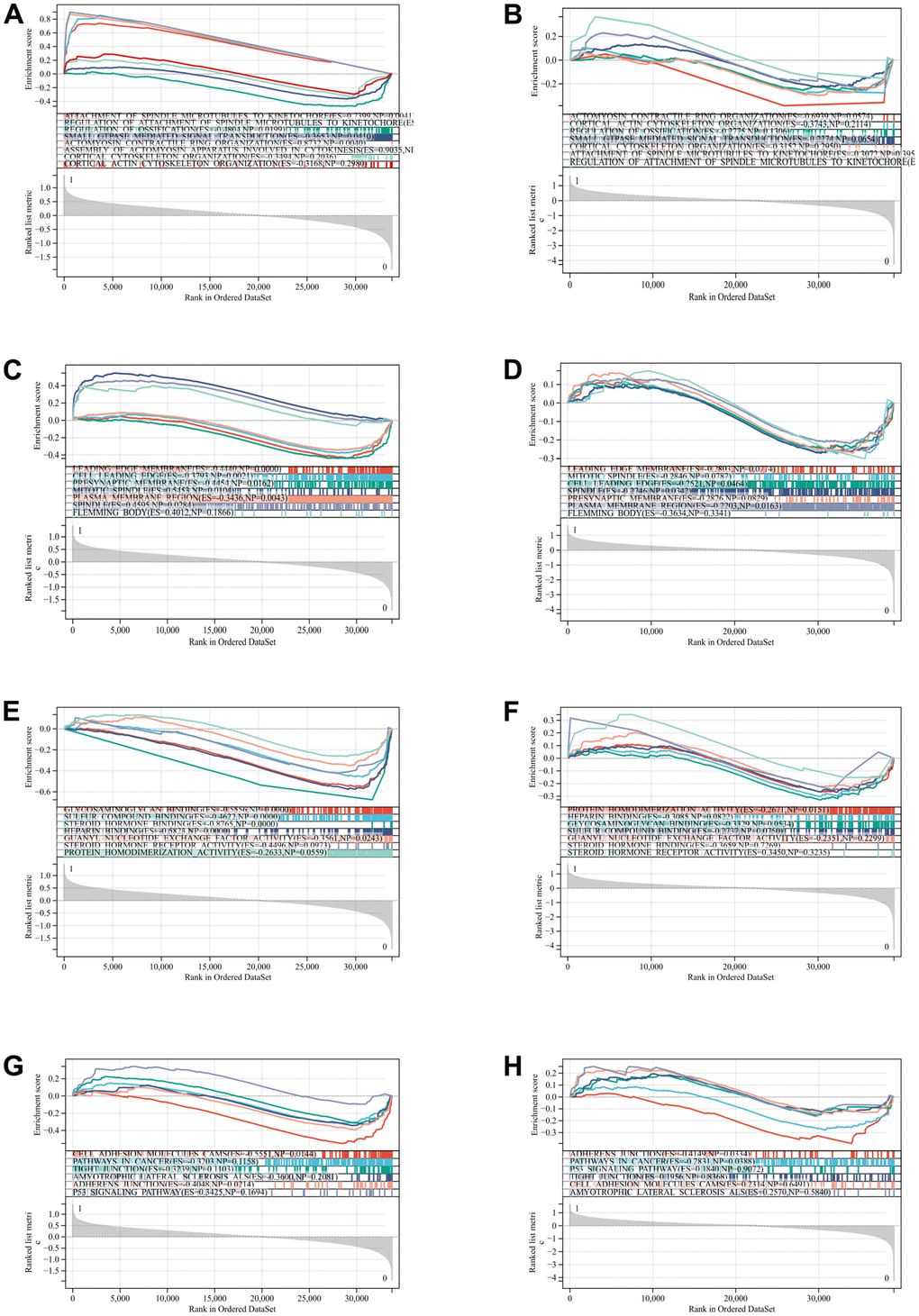 GSEA for the DEGs. (A) Attachment of spindle microtubules. (B) Actomyosin contractile ring organization. (C) Leading edge membrane. (D) Mitotic spindle. (E) Glycosaminoglycan binding. (F) Protein homodimerization activity. (G) Cell adhesion molecules cams. (H) Adherens junction.