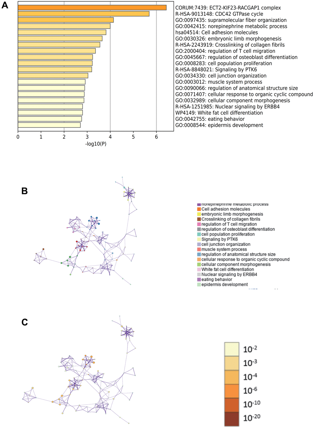 Metascape enrichment analysis. (A) GO has the regulation of supramolecular fibrous tissue, norepinephrine metabolism and T cell migration. (B) Enrichment networks colored by enrichment terms. (C) Enrichment networks colored by p values.
