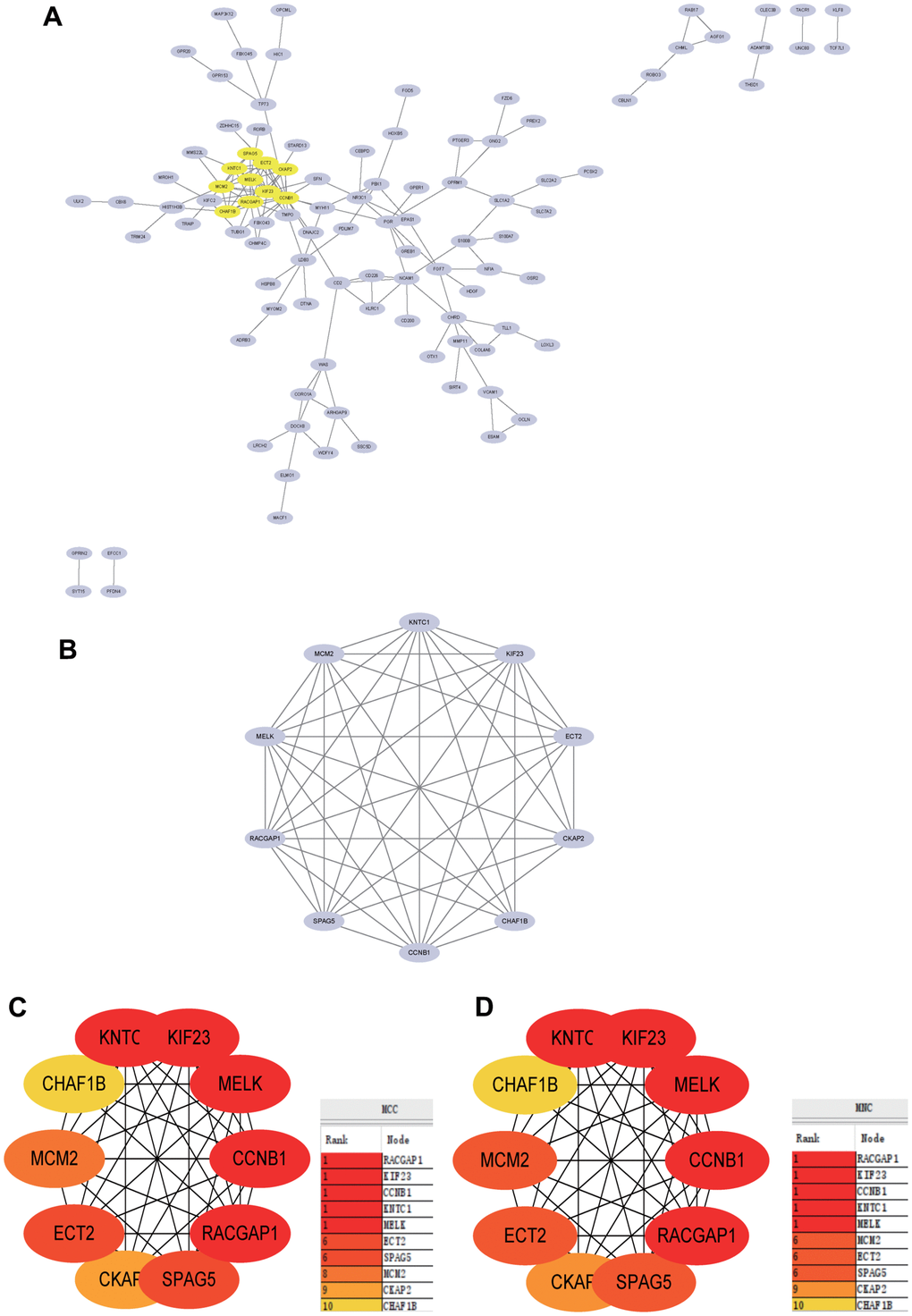 Construction and analysis of protein-protein interaction (PPI) network. (A) PPI network. (B) The core gene cluster. (C) MCC was used to identify central genes. (D) MNC was used to identify central genes.