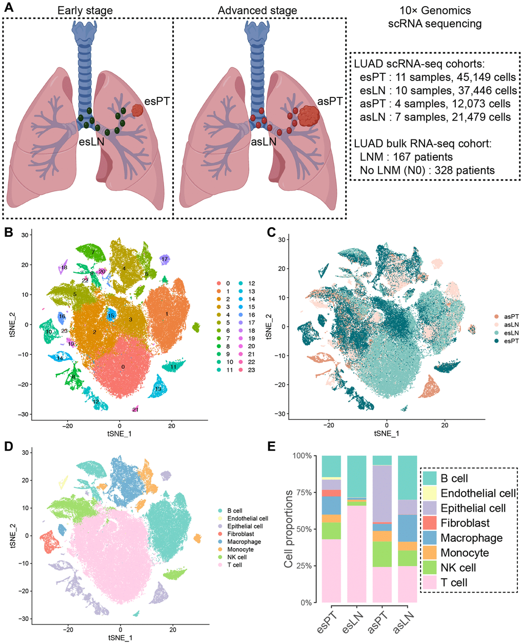 Clustering of cells in tumor and lymph node samples from early and advanced stage LUAD patients. (A) Overview of the scRNA-seq and bulk RNA-seq cohorts. (B) T-SNE visualization of 24 cell clusters from scRNA-seq cohort samples, and (C) showing various origin of the cells. (D) Eight cell clusters were manually annotated based on DEGs according to canonical cell lineage markers. (E) Comparison of the cell constitution among different tissues shown by the bar plot. Abbreviations: LUAD: lung adenocarcinoma; esPT: primary tumor in early stage LUAD; esLN: lymph node in early stage LUAD; asPT: primary tumor in advanced stage LUAD; asLN: lymph node in advanced stage LUAD; LNM: lymph node metastasis.