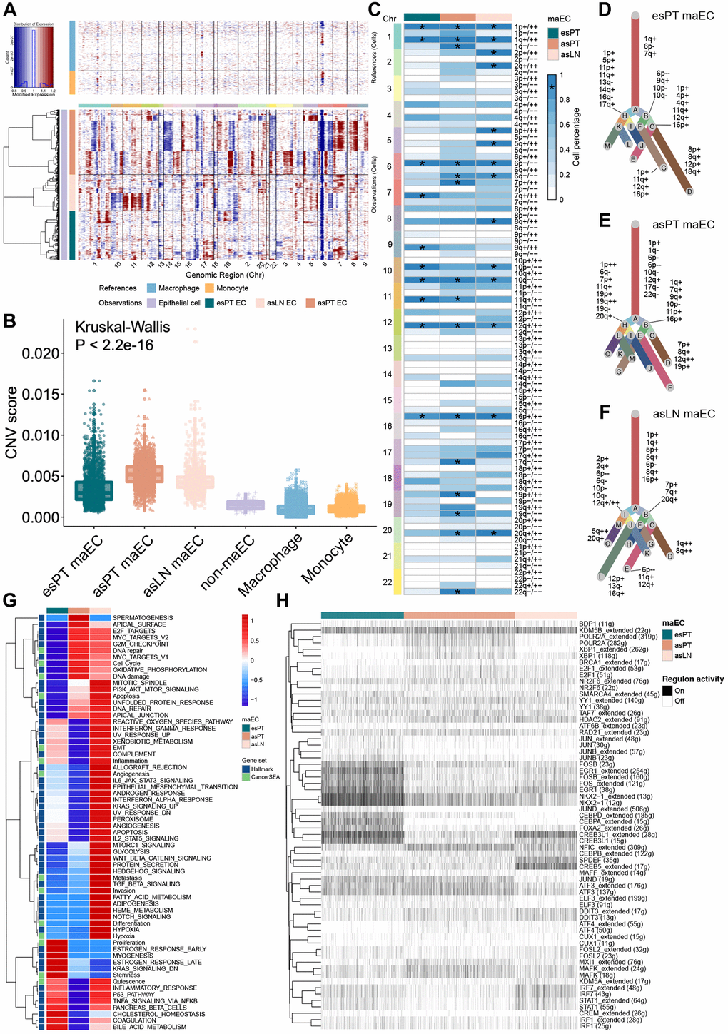 Copy number variation analysis of epithelial cells from primary tumor and metastasis lymph node. (A) Representative hierarchical heatmap showing large-scale CNVs in maECs from various samples. Gains (red) or losses (blue) were inferred by averaging the expression over 100 gene stretches on the respective chromosomes. (B) The CNV score facilitated quantitatively determining malignant cells. (C) The summary plot of the CNV profile of malignant ECs from esPT, asPT and asLN. CNVs were converted to the chromosome arm level change and simplified as gain or loss. (D–F) The clonal evolutionary trees of maECs from esPT, asPT and asLN, respectively. The length of branch is determined by the percentage of cells containing the corresponding CNV in subclones. (G) The heatmap of GSVA demonstrated differences in enriched pathways among maECs from esPT, asPT and asLN. (H) The hierarchical clustering heatmap of enriched transcription regulon using SCENIC analysis. *, means presenting in >90% of tumor cells. Abbreviations: CNVs: copy number variations; maECs: malignant epithelial cells; esPT: primary tumor in early stage LUAD; esLN: lymph node in early stage LUAD; asPT: primary tumor in advanced stage LUAD; asLN: lymph node in advanced stage LUAD; GSVA: gene set variation analysis; SCEINC: single-cell regulatory network inference and clustering.
