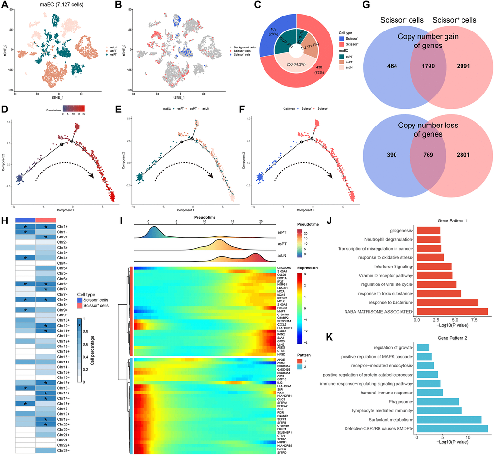 Trajectory analysis of malignant ECs. (A, B) T-SNE plots of 7127 malignant ECs color-coded by origins and scissor clusters, respectively. (C) The pie chart showing the constitution of cells with various origins and the distribution of scissor subclusters. (D–F) The evolutionary phylogenetic trees of Scissor+ and Scissor− cells annotated by pseudotime, cell origins and cell types, respectively. (G) A Venn diagram for summarizing gene variation between Scissor+ and Scissor− cells. Blue represents Scissor− cells and red represents Scissor+ cells. (H) The summary plot of the CNV profile of Scissor+ and Scissor− cells. CNVs were converted to the chromosome arm level change and simplified as gain or loss. (I) Heatmap of 56 branch-dependent genes identified by BEAM. (J, K) The enriched hallmark pathways of two gene patterns by GSVA. *, means presenting in >90% of tumor cells. Abbreviations: ECs: epithelial cells; T-SNE: t-distributed stochastic neighbor embedding; CNV: copy number variation; BEAM: branch expression analysis modeling; GSVA: gene set variation analysis.