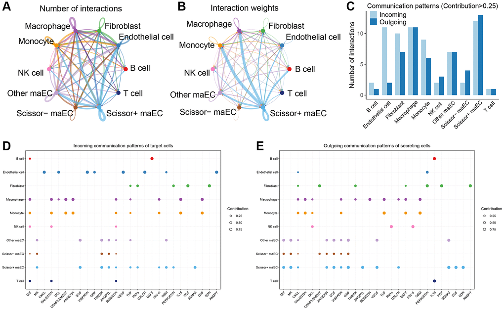 Cell-cell communication network in tumor microenvironment. (A, B) Circle plots showing the number (left) and strength (right) of cell interactions in tumor microenvironment. The edge width is proportional to the numbers or strength of significant ligand-receptor pairs. (C) Comparisons of the numbers of intercellular interactions with contribution degree more than 0.25 among all cell clusters. (D) Dot plots depict the incoming patterns of target cells, which shows the correspondence between the inferred latent patterns and cell clusters, as well as signaling pathways. (E) Outgoing communication patterns of secreting cells.