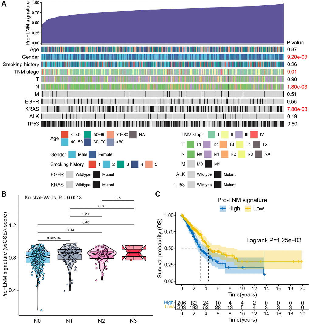 Validation of pro-LNM signature associated with LNM and prognosis in the TCGA LUAD cohort. (A) An overview of the association between the pro-LNM signature and clinicopathological parameters of LUAD patients. Columns showed patients ranked by pro-LNM signature from low to high (top row), and other rows represented the clinicopathological features. (B) Associations between pro-LNM signature and N staging in the TCGA LUAD cohort. (C) K-M survival analysis revealed significantly poorer OS in patients with high levels of pro-LNM signature. Abbreviations: LNM: lymph node metastasis; TCGA: The Cancer Genome Atlas; LUAD: lung adenocarcinoma; OS: overall survival.