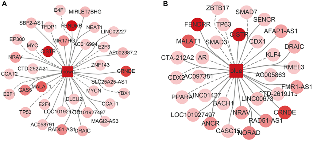 The interaction network among this two module, lncRNA and TF. The darker the color, the more significant the interaction with the module, the dashed line represents TF, the solid line represents ncRNA. (A) The network in brown module. (B) The network in blue module.