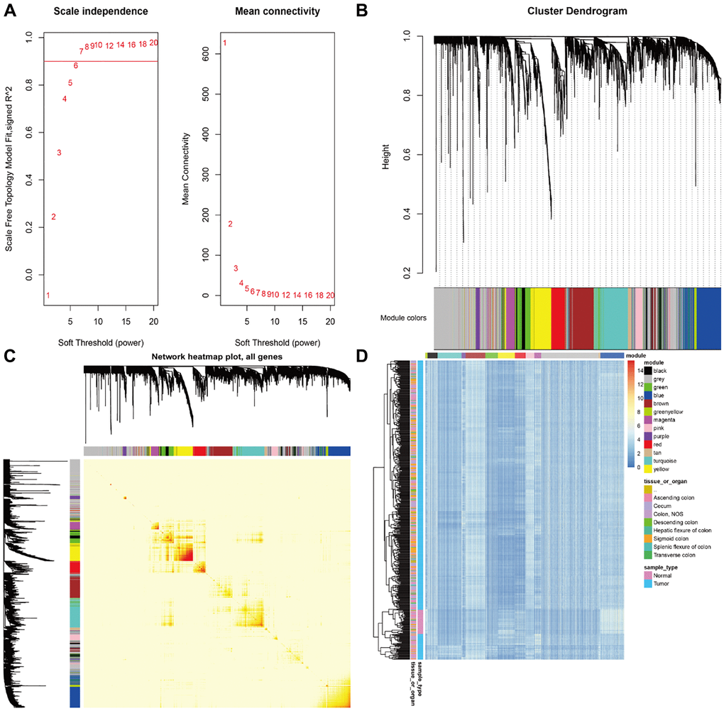 (A) The network parameter selection. (B) The cluster dendrogram of the differentially expressed genes. (C) Identification of modules associated with the clinical traits. Interaction relationship analyses of co-expression genes. Different colors of horizontal axis and vertical axis represent different modules. The brightness of yellow in the middle represents the degree of connectivity of different modules. There was no significant difference in interactions among different modules, indicating a high-scale independence degree among these modules. (D) The samples were mainly divided into two clusters according to the gene expression in the gene modules.