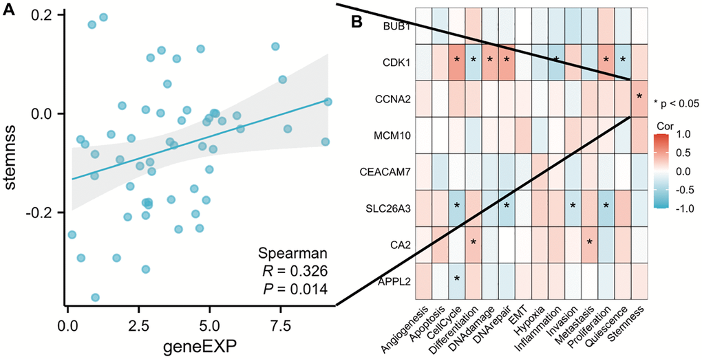 The function of hub genes in single-cell functional analysis from the CancerSEA database. (A) Scatter plot of the correlation between CCNA2 and stemness in CRC. (B) Heat map of correlation between hub genes and functional status in CRC. (*p 
