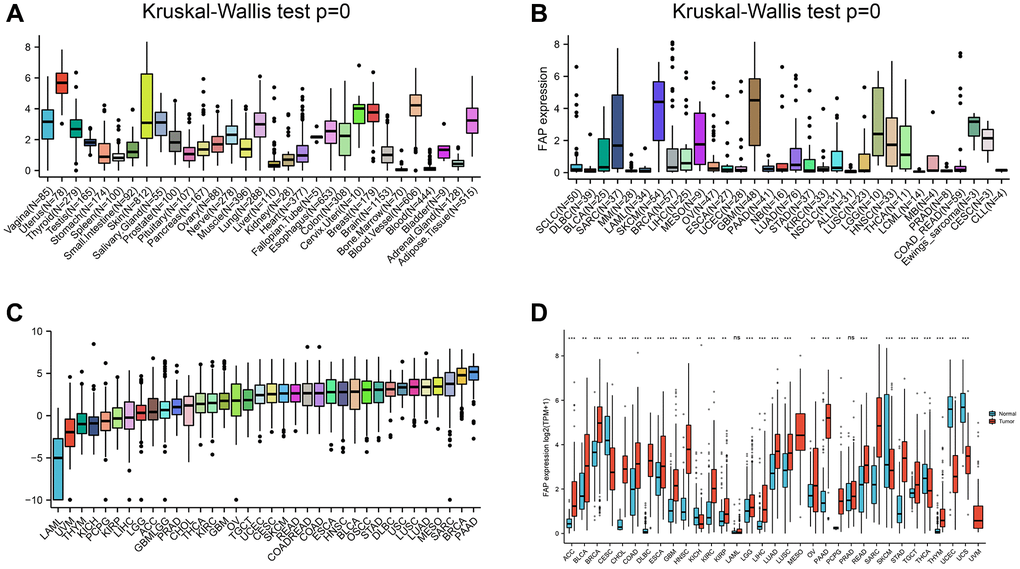 Differential expression of FAP. (A) FAP expression in normal tissues. (B) FAP expression in tumor cell lines. (C) FAP expression in 33 types of cancer. (D) Comparison of FAP expression between tumor and normal samples. *P **P ***P 