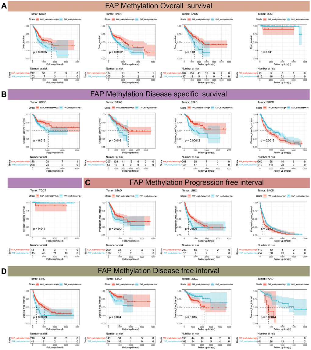 Kaplan-Meier analysis of the association between gene promoter methylation and prognosis. (A) Correlation between FAP methylation and OS in testicular germ cell tumors (TGCT), stomach adenocarcinoma (STAD), sarcoma (SARC), head and neck squamous cell carcinoma (HNSC). (B) Correlation between FAP methylation and DSS in STAD, SARC, TGCT, HNSC, skin cutaneous melanoma (SKCM). (C) Correlation between FAP methylation and PFI in STAD, SKCM, liver hepatocellular carcinoma (LIHC). (D) Correlation between FAP methylation and DFI in LIHC, STAD, lung squamous cell carcinoma (LUSC), pancreatic adenocarcinoma (PAAD).