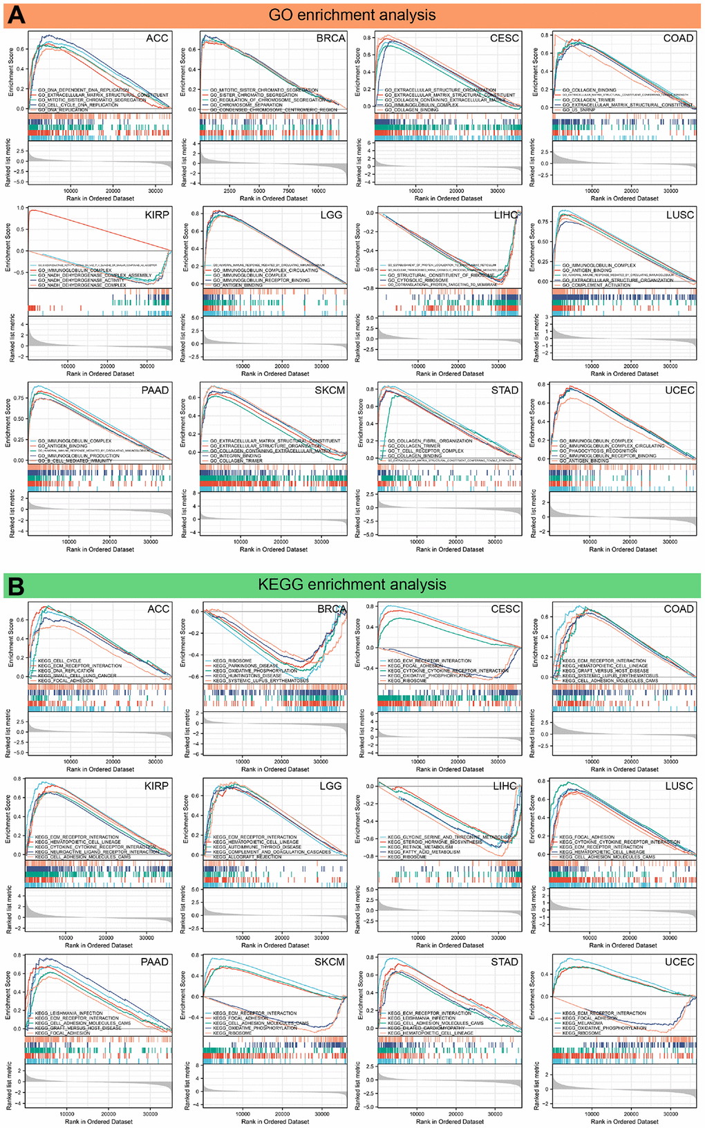 Results of GSEA. (A) GO functional annotation of FAP in various cancers. (B) KEGG pathway analysis of FAP in multiple cancers. Curves of different colors show different functions or pathways regulated in different cancers. Peaks on the upward curve indicate positive regulation and peaks on the downward curve indicate negative regulation.