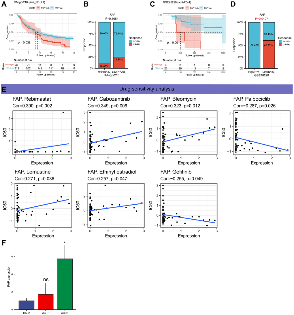 Immunotherapy prediction analysis and drug sensitivity analysis. (A) Kaplan-Meier analysis of the association between FAP expression and OS in the IMvigor210 cohort. (B) The proportion of BLCA patients who responded to anti-PD-L1 therapy in the groups with the low and high FAP expression. (C) Kaplan-Meier analysis of the association between FAP expression and OS in the GSE78220 cohort. (D) The proportion of SKCM patients who responded to anti-PD1 therapy in the groups with the low and high FAP expression. (E) An illustration of the relationship between FAP expression and expected medication response. (F) The mRNA expression levels of FAP in different cell lines (HK-2, 769-P, ACHN) were measured by RT-qPCR.