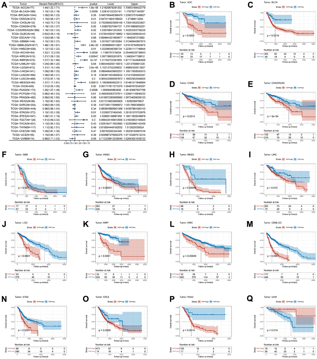 Association between FAP expression and overall survival (OS). (A) Forest plot of association of FAP expression and OS in pan-cancer. (B–Q) Kaplan-Meier analysis of the association between FAP expression and OS.